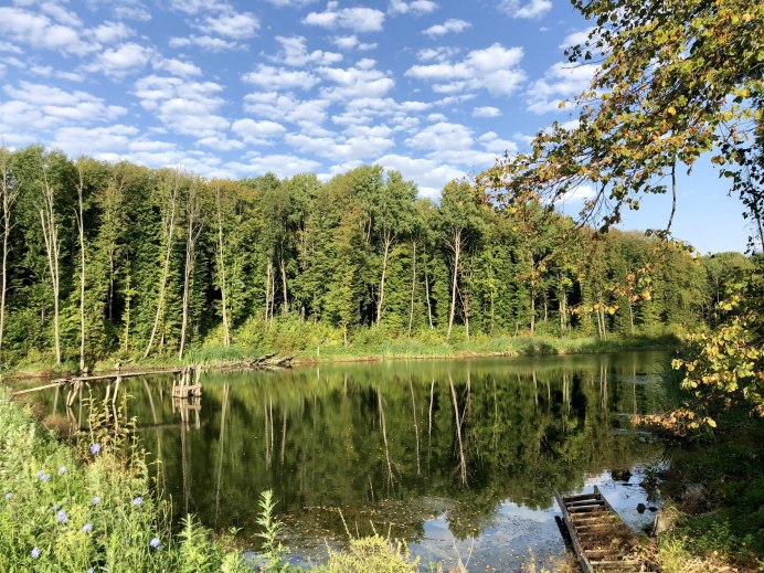 Орел в горах