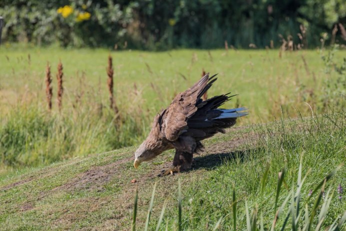 Птица в полете над лесом