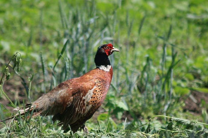 Ring necked Pheasant