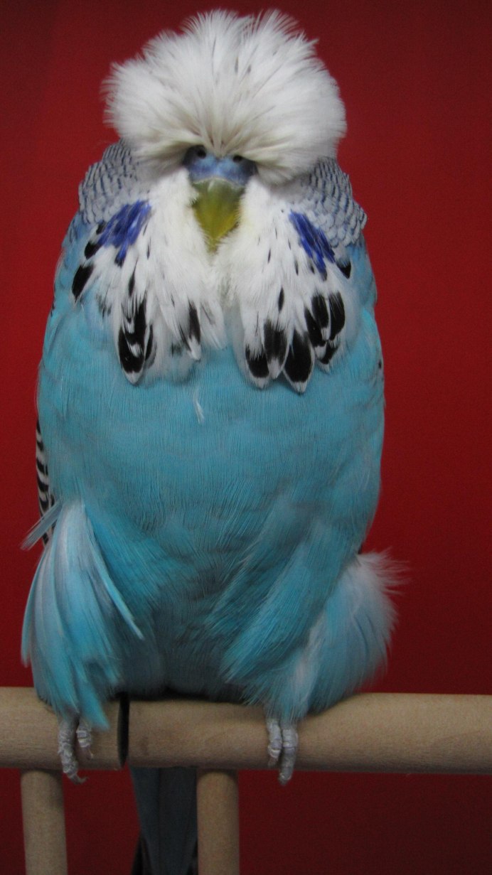 Коралловый попугай