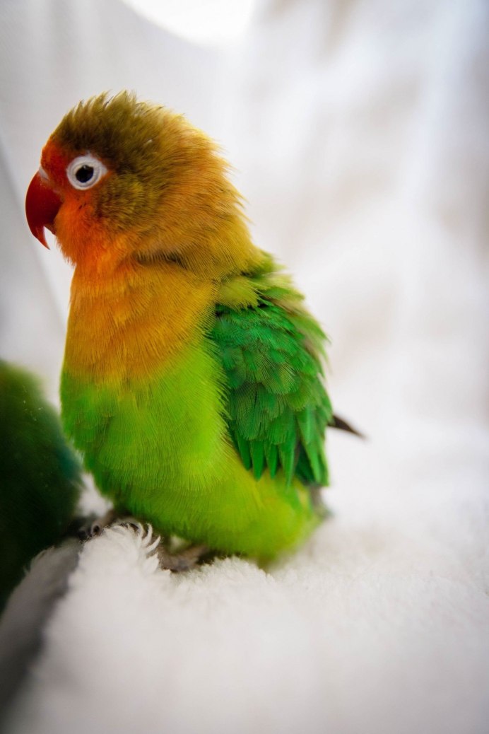Amazona ochrocephala Parrots ареал обитания