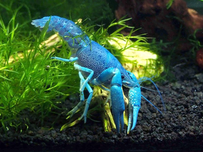 Procambarus Cubensis