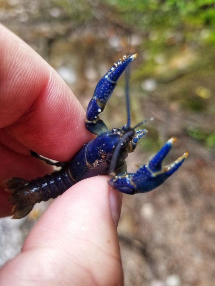 Голубой американский Омар