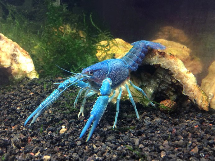 Procambarus Cubensis