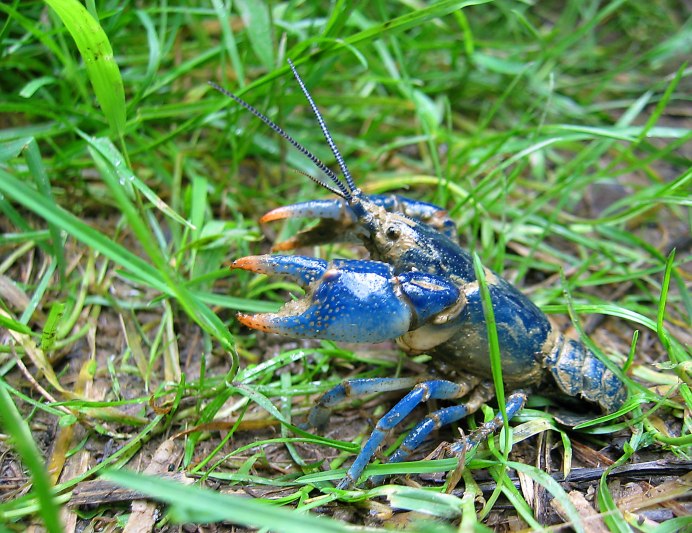 Procambarus alleni синий Флоридский рак.