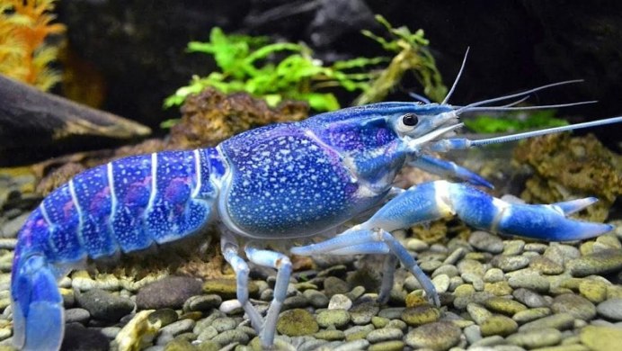 Голубой американский Омар