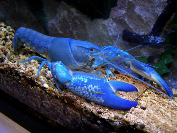 Procambarus clarkii