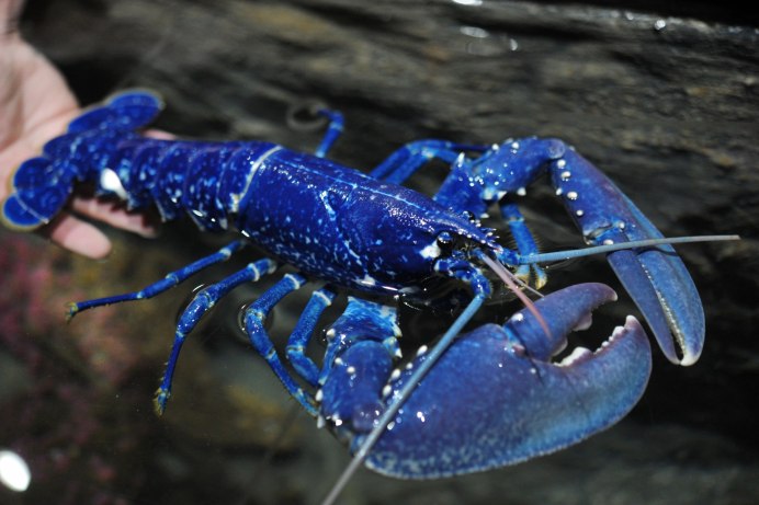 Freshwater Crayfish Lifecycle