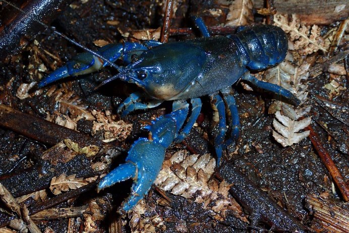 Procambarus alleni синий Флоридский рак.