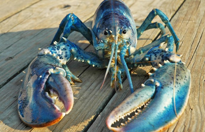 Cherax peknyi