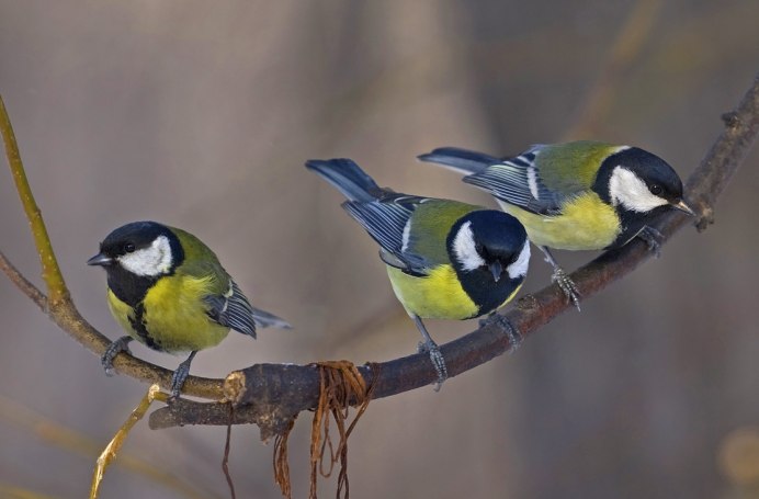 Большая синица Parus Major
