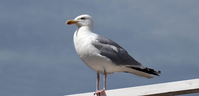 Море, Чайки