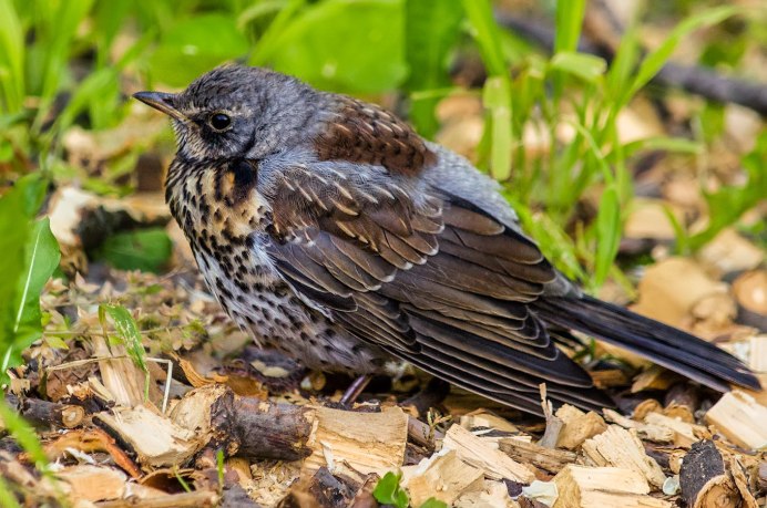 Чернозобый Дрозд (turdus atrogularis)