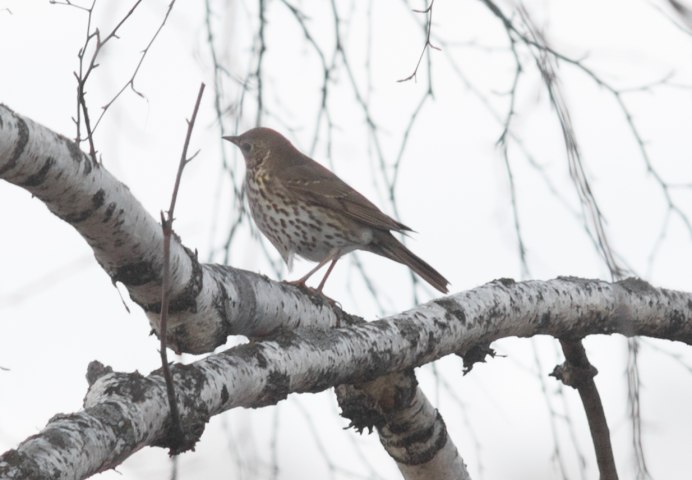 Чернозобый Дрозд (turdus atrogularis)