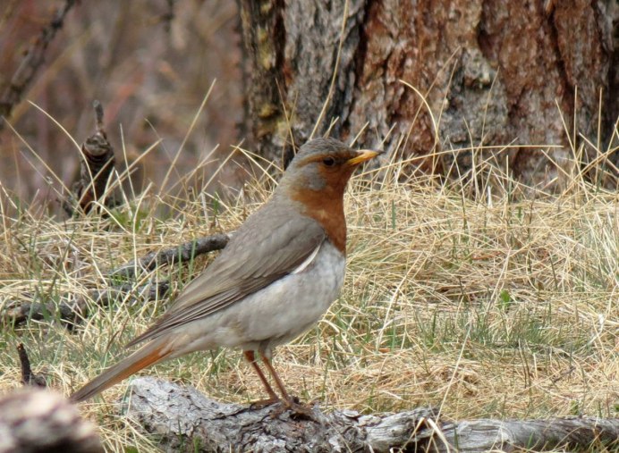 • Сибирский Дрозд (Geokichla sibirica)