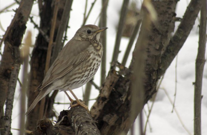 • Дрозд Науманна (turdus naumanni)