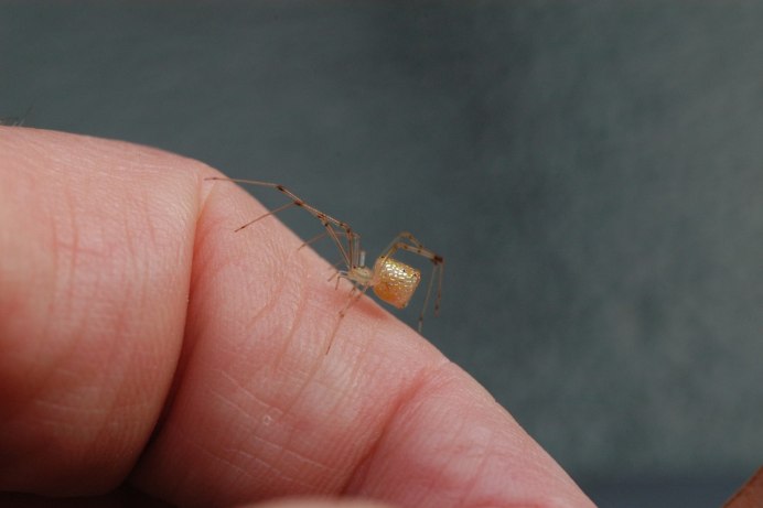 Wild animal Spider