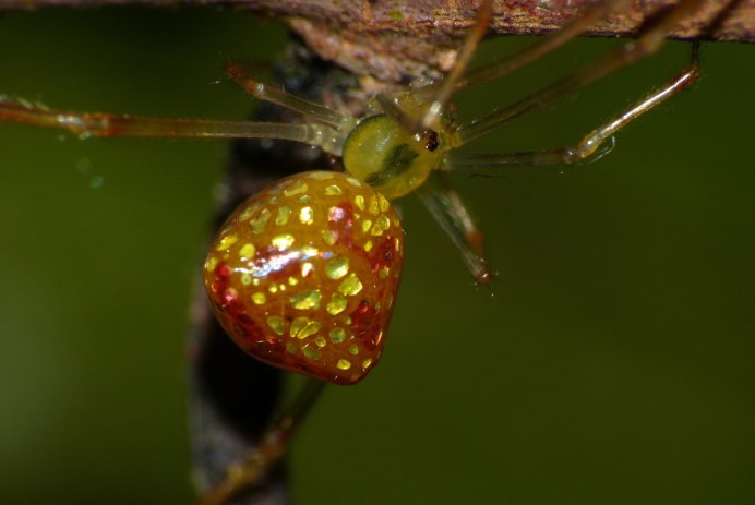 Блестящий паук (Thwaitesia argentiopunctata)