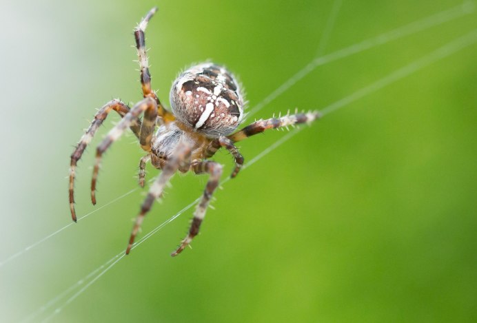 Theridion grallator рисунок реклама баннер