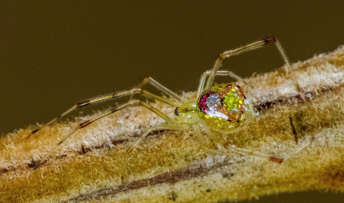 Зеркальный паук (Thwaitesia argentiopunctata)