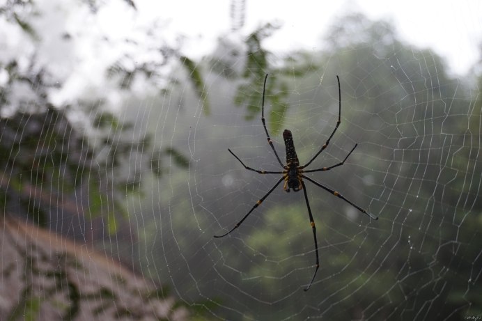 Orb Spiders meaning