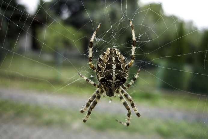 Паук Maratus speciosus