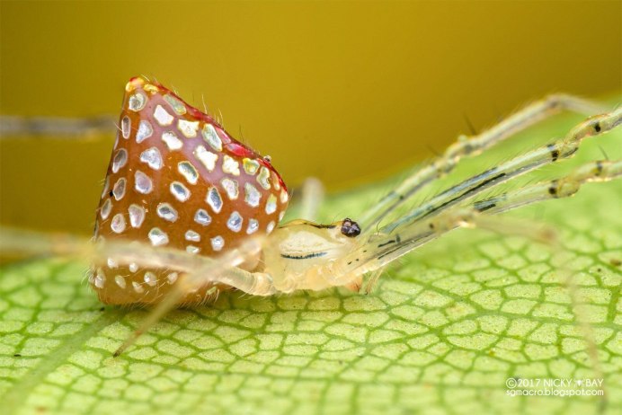Паук Thwaitesia