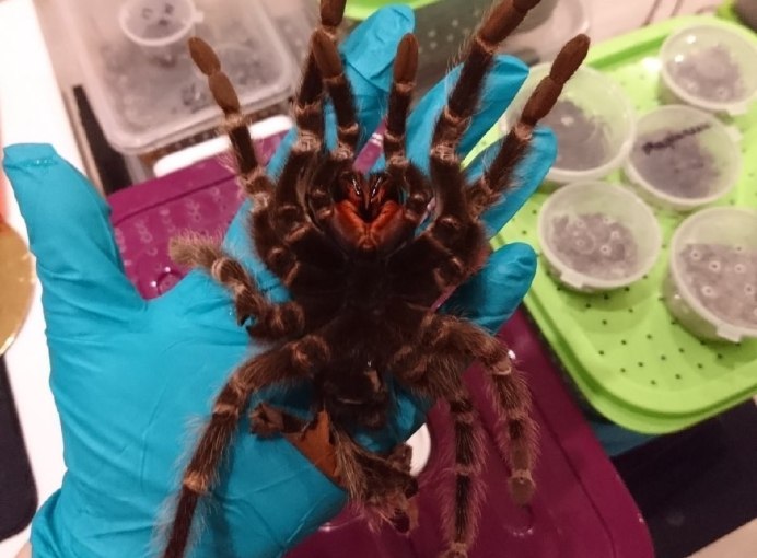 Araneus паутина