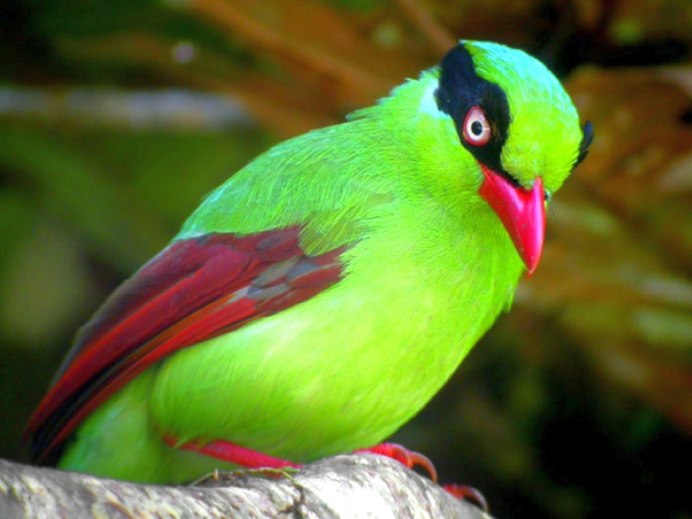 Blue-naped Chlorophonia
