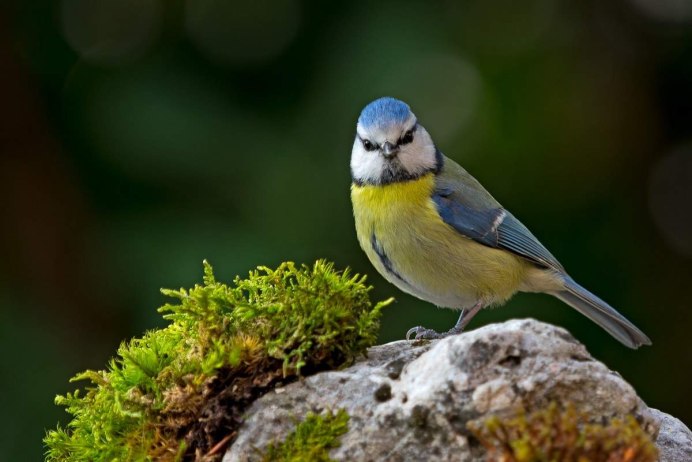 Cyanistes cyanus белая лазоревка