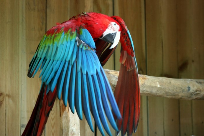 Попугай Macaw