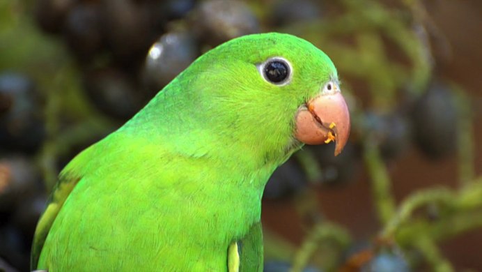 Белоспинный Лори pseudeos fuscata