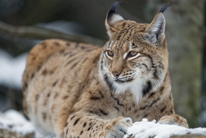 Канадская Рысь Lynx canadensis