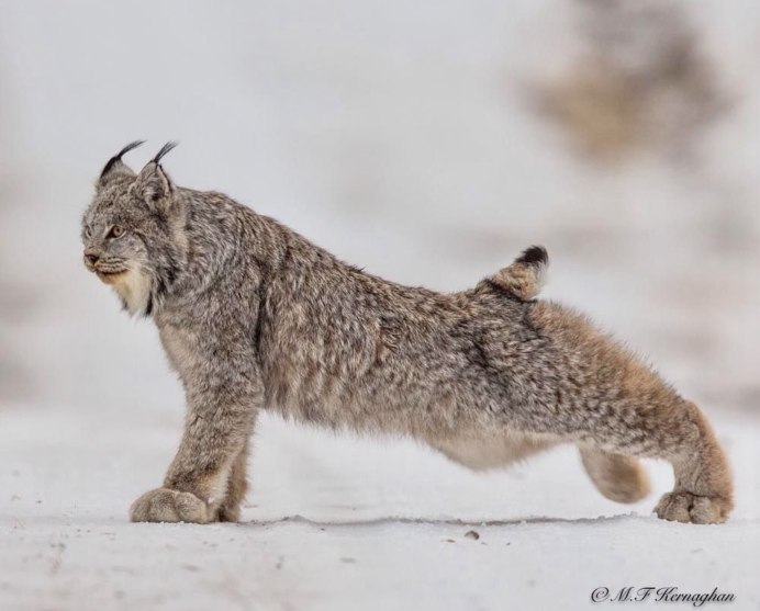 Рысь Felis Lynx l.