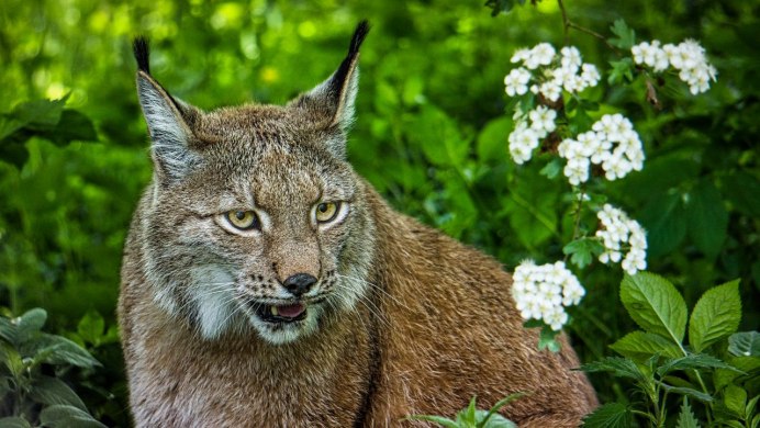 Канадская Рысь Lynx canadensis