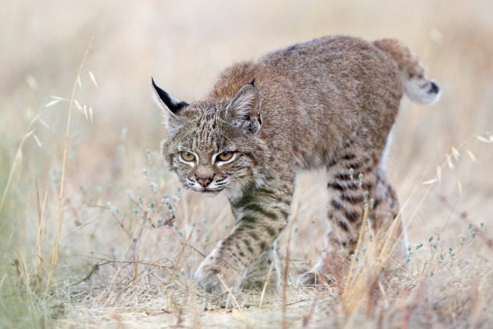 Рысь — Lynx Lynx