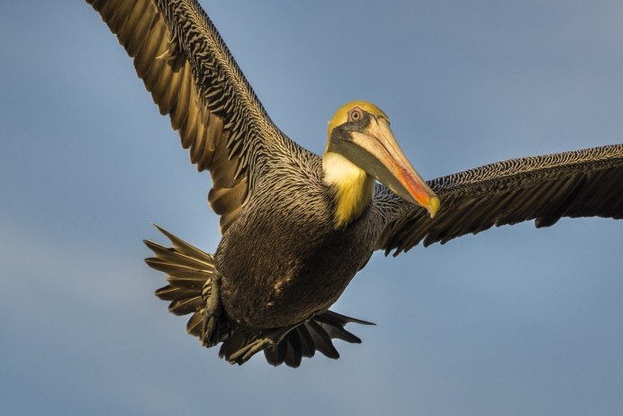 Lappet-faced Vulture