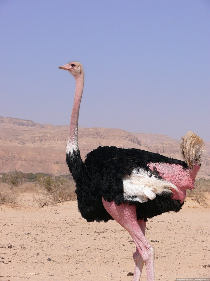Casuarius casuarius