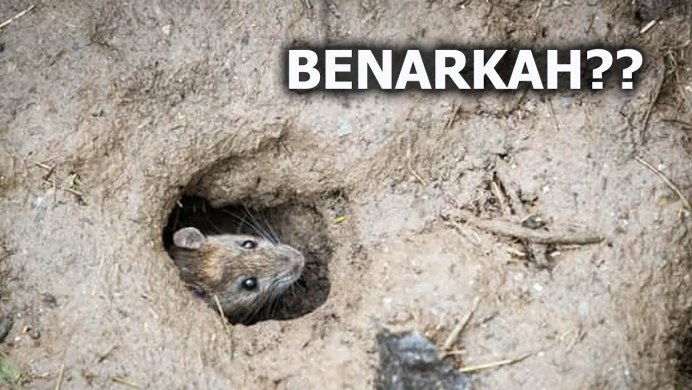 Нора мыши полевки