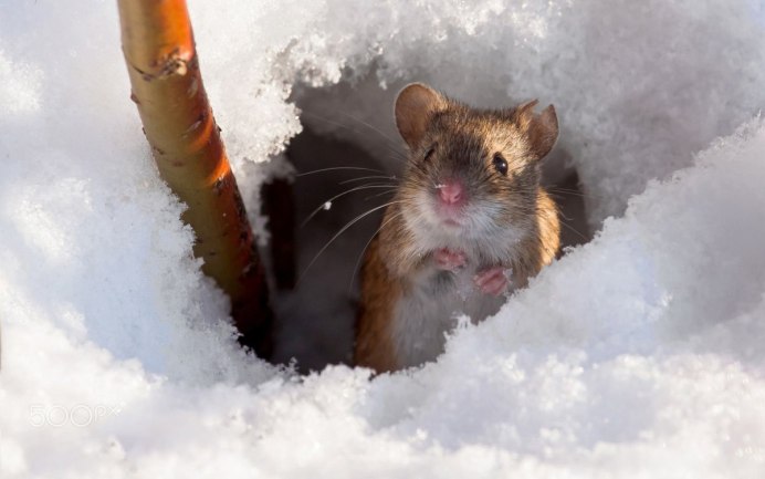 Американская норка (Mustela Vison)