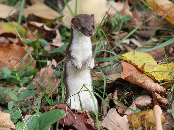 Mustela nivalis