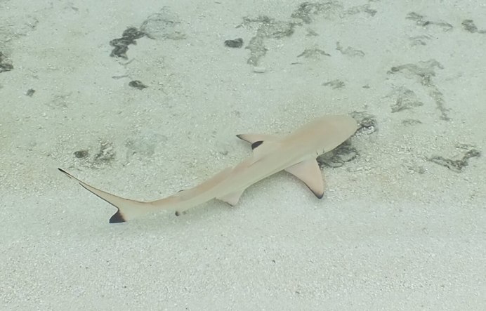 Carcharhinus brachyurus