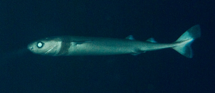 Акулы Etmopterus perryi