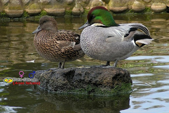 Утка Касатка