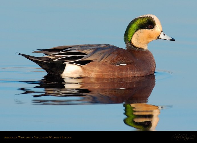 Гусь Касатка
