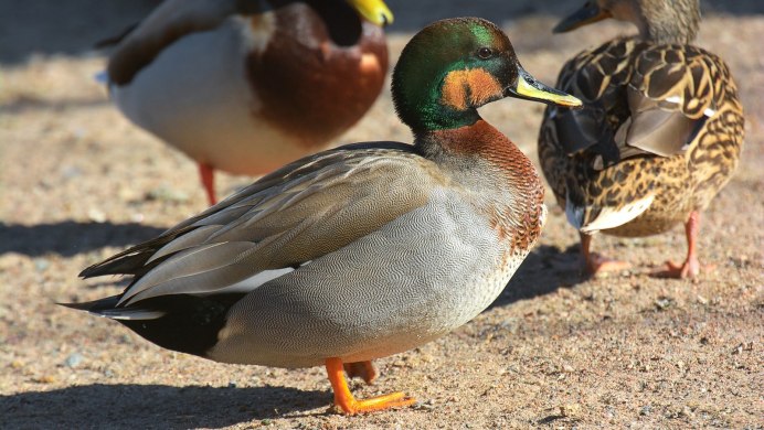 Косатый селезень фото