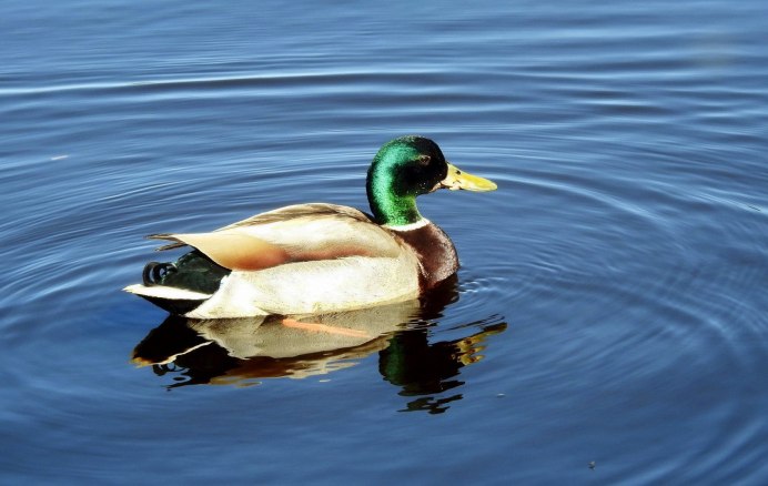 Красивый селезень