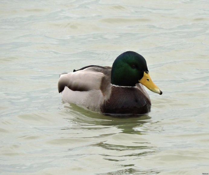 Косатая кряква