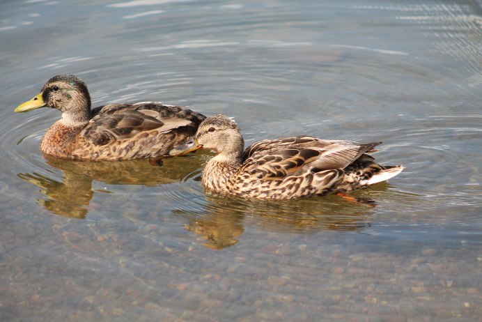 Жизнь селезня