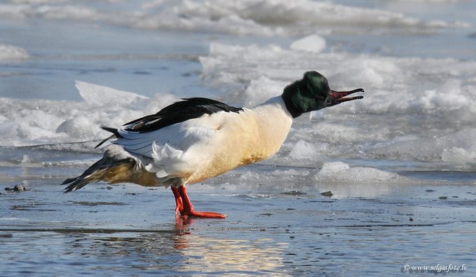 Косатая утка